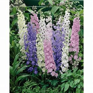 Des images de diff�rentes plantes